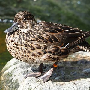 Baikal teal (Sibirionetta formosa), 2023-07-18