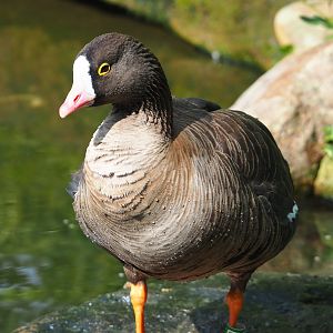 Lesser white-fronted goose (Anser erythropus), 2023-07-18