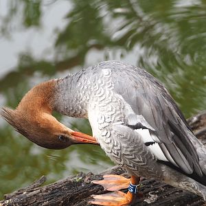 Scaly-sided merganser (Mergus squamatus), 2023-07-18