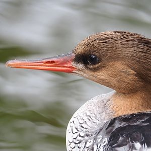 Scaly-sided merganser (Mergus squamatus), 2023-07-18