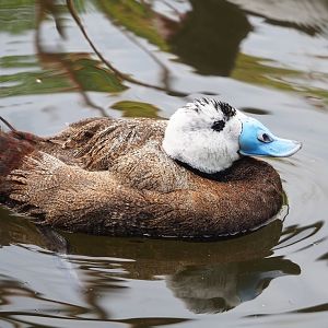 White-headed duck (Oxyura leucocephala), 2023-07-18