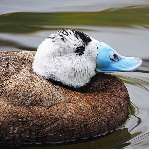 White-headed duck (Oxyura leucocephala), 2023-07-18