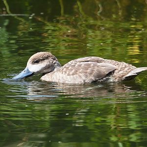 Marbled teal (Marmaronetta angustirostris), 2023-07-18
