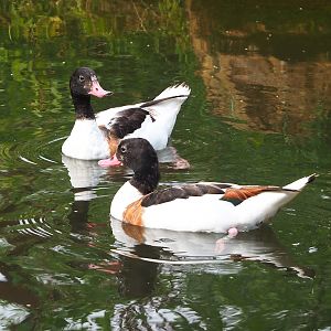 Common shelducks (Tadorna tadorna), 2023-07-18
