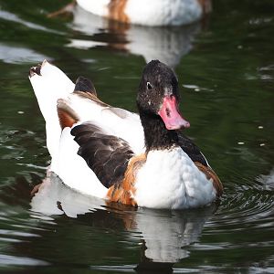 Common shelduck (Tadorna tadorna), 2023-07-18