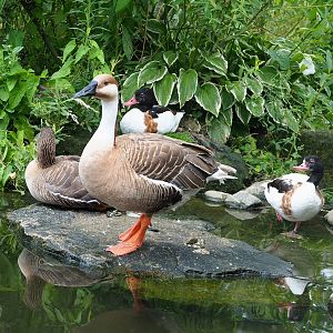 Swan goose (Anser cygnoides), Lesser white-fronted goose (Anser erythropus) and Common shelducks (Tadorna tadorna), 2023-07-18
