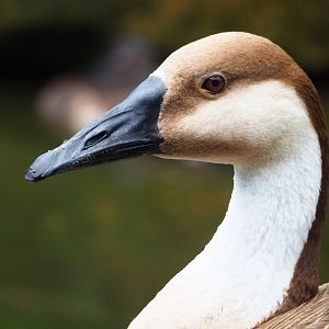 Swan goose (Anser cygnoides), 2023-07-18