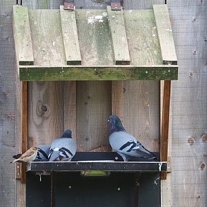 Rock pigeons (Columbia livia) and a wild House sparrow (Passer domesticus), 2023-07-18