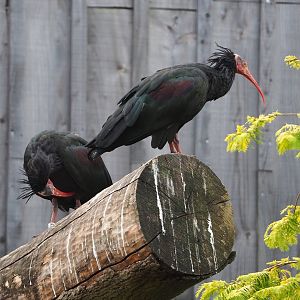 Waldrapps (Geronticus eremita), 2023-07-18