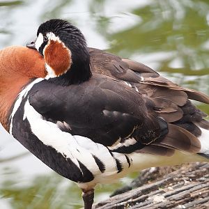Red-breasted goose (Branta ruficollis), 2023-07-18