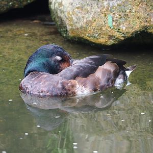 Baer’s pochard (Aythya baeri), 2023-07-18