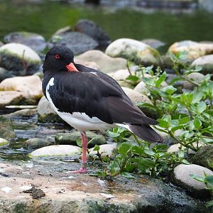 Eurasian Oystercatcher (Haematopus ostralegus), 2023-07-18