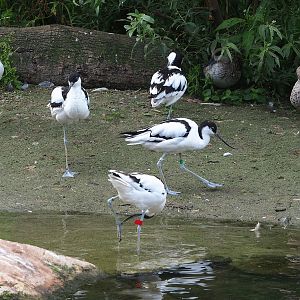 Pied avocets (Recurvirostra avosetta) and Marbled teals (Marmaronetta angustirostris), 2023-07-18