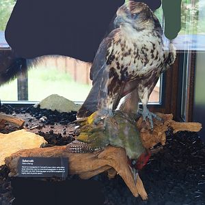 Saker falcon (Falco cherrug) with European green woodpecker (Picus viridis) prey taxidermy mount, 2023-07-18