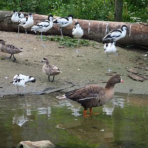Pied avocets (Recurvirostra avosetta), Marbled teals (Marmaronetta angustirostris) and Lesser white-fronted goose (Anser erythropus), 2023-07-18