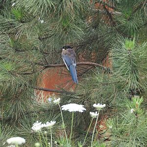 Asian azure-winged magpie (Cyanopica cyanus), 2023-07-18