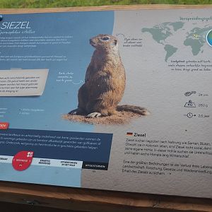 Updated signage example - European souslik, 2023-07-18