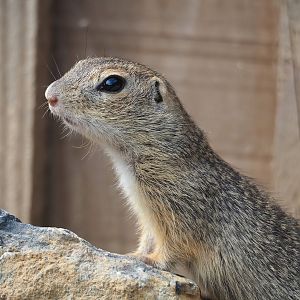 European souslik (Spermophilus citellus), 2023-07-18