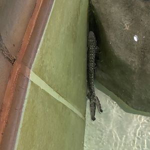 Chain Catshark, 3-24-24