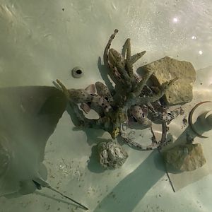 Epaulette Shark, 3-24-24