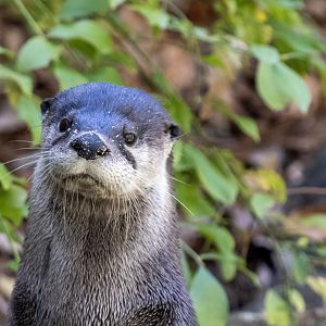 River Otter