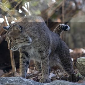 Bobcat