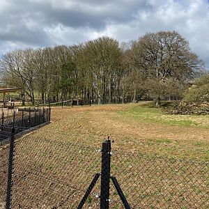 Monkey forest, right hand side enclosure, ZSL Whipsnade