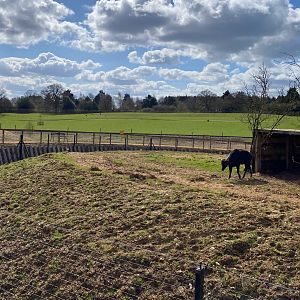 Monkey forest, rhs enclosure, far side, ZSL Whipsnade