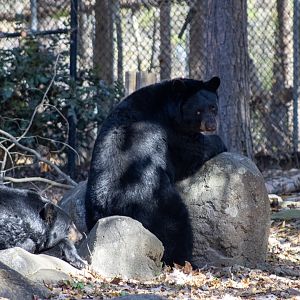 American Black Bear