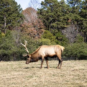 Elk