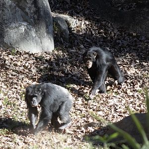 Chimpanzees