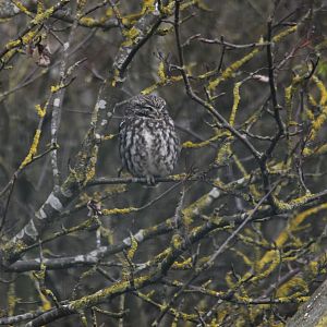 Little Owl at RSPB St Aidan's, 24th March 2024