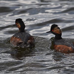 Black-necked Grebes at RSPB St Aidan's, 24th March 2024