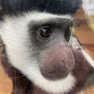 Mantled Guereza Close-up