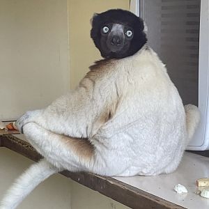 Crowned Sifaka
