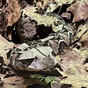 Gaboon Viper
