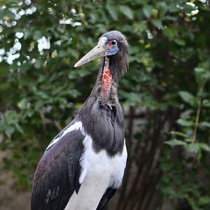 Abdim's Stork (Ciconia abdimii)