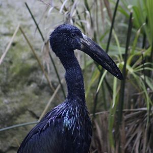 African Openbill Stork (Anastomus lamelligerus)