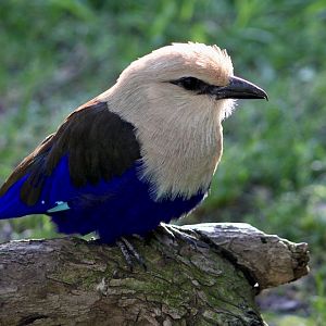Blue-Bellied Roller (Coracias cyanogaster)