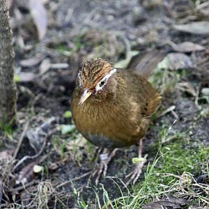 Chinese Hwamei (Garrulax canorus)
