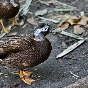 Laysan Teal (Anas laysanensis)