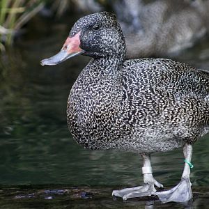 Freckled Duck (Stictonetta naevosa)