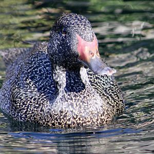 Freckled Duck (Stictonetta naevosa)