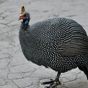 Reichenow's Helmeted Guineafowl (Numida meleagris reichenowi)