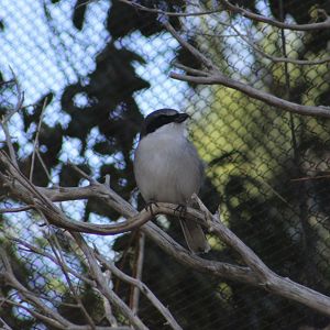 San Clemente Loggerhead Shrike (Lanius ludovicianus mearnsi)