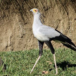 Secretary Bird (Sagittarius serpentarius)
