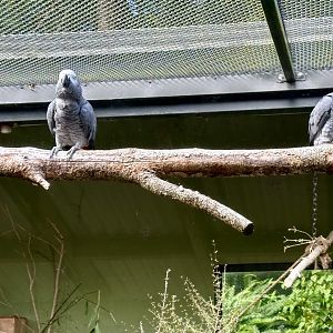 African grey parrot (Psittacus erithacus)