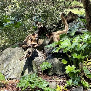 Spider Monkeys (Interacting)