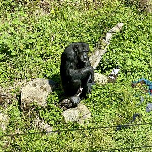 Common Chimpanzee (Alpha Male)