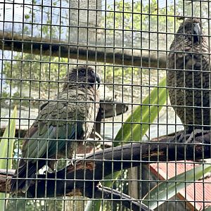 Kea (Nestor notabilis)